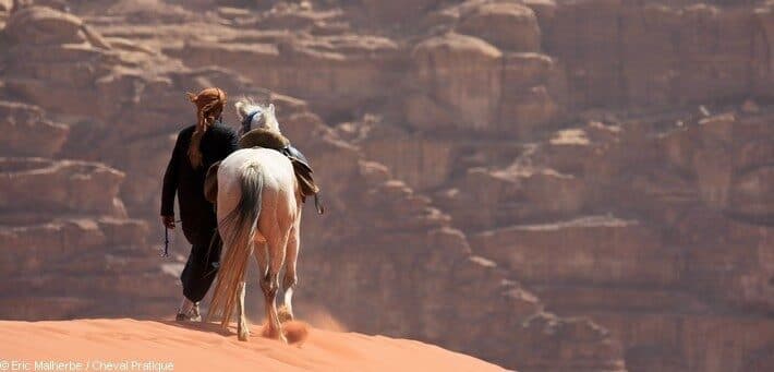 Cavalier sur un cheval arabe descendant une dune du Wadi Rum